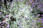 Permaculture, agroécologie, agriculture bio : quelles différences ?