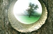 « Le Journal intime d’un Arbre », de Didier Van Cauwelaert