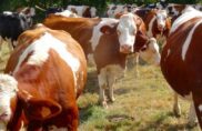 Biolait, la coopérative des paysans qui échappe à la crise