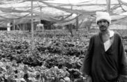 En Égypte, la permaculture sur mesure