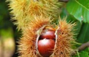 En ce doux automne, les châtaignes boguent et la vannerie est bucolique