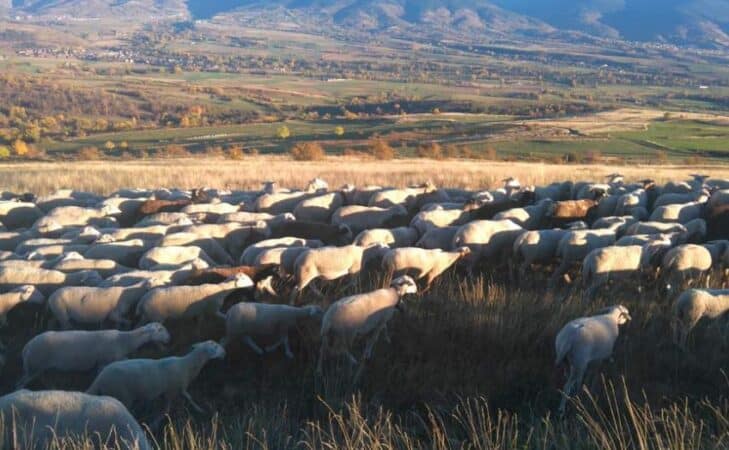 Descente d’estive