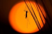 Les insectes volants sont au bord d’une catastrophe imminente