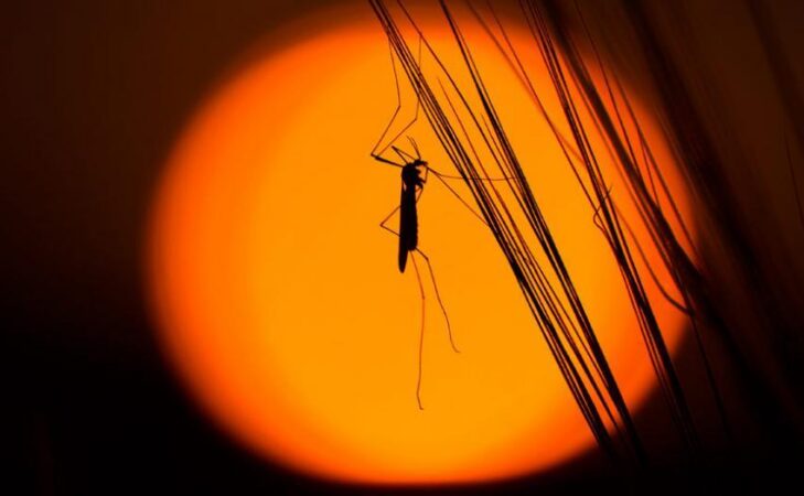 Les insectes volants sont au bord d’une catastrophe imminente