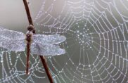 Même les insectes qu’on n’aime pas sont nécessaires