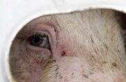 “Il n’y a pas de viande heureuse”