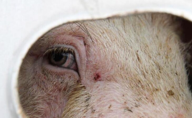 “Il n’y a pas de viande heureuse”
