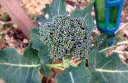 Le brocoli fait sa généalogie