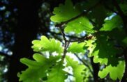 Pourquoi et comment cultiver un jardin sans pétrole