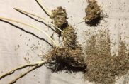 Les anciennes variétés de semences ont une histoire bien vivante