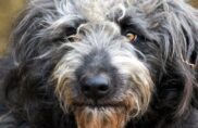Berger : un métier de chien !
