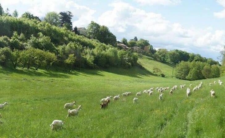 Près de chez nous : la Ferme de l&rsquo;Hermitage (69)