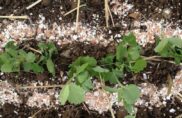 Contre les limaces qui envahissent le jardin, un barrage de coquilles d’oeufs