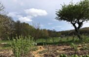 La lisière : un écosystème riche