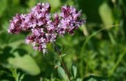 Marjolaine ou origan ? Les jardiniers s’interrogent