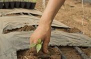 Subventions à la bio, les raisons de la colère