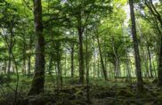 Film : « Le Temps des Forêts »