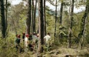 Nouvelles pousses d’une foresterie plus écologique