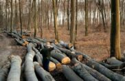 Forêts françaises : une monoculture industrielle ?