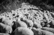 Quand ils partent à l&rsquo;abattoir