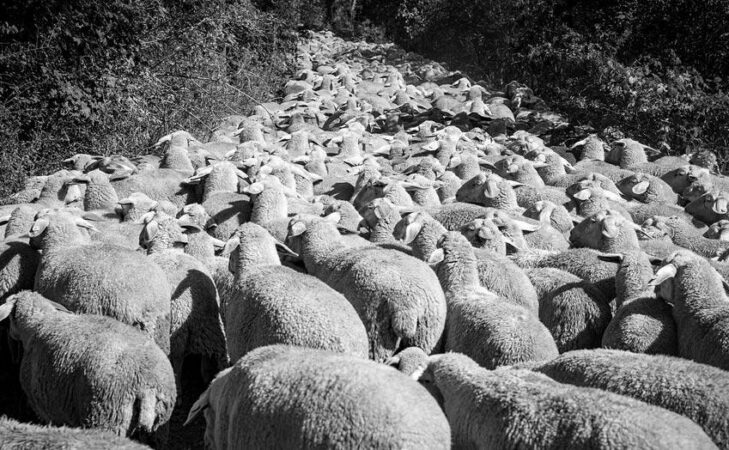 Quand ils partent à l’abattoir