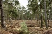 Promenons-nous dans les bois, pendant que l’abatteuse n&rsquo;y est pas…