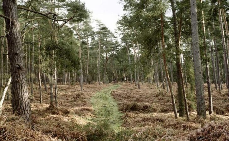 Promenons-nous dans les bois, pendant que l’abatteuse n’y est pas…