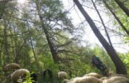 Les bergers qui ne criaient pas « Au loup ! »