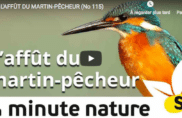 L’affût du martin-pêcheur