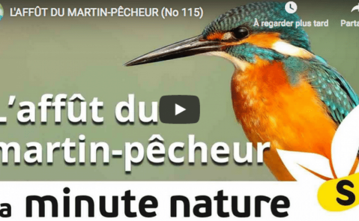 L’affût du martin-pêcheur