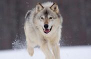 Des loups et des hommes