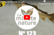 Truites en cascade