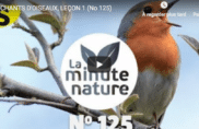Chants d’oiseaux (leçon n°1)