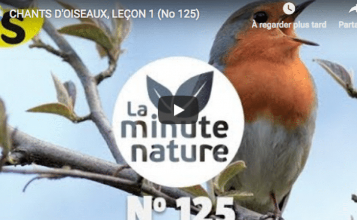 Chants d’oiseaux (leçon n°1)