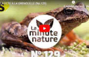 La Fête à la grenouille