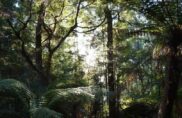 Rencontres tasmanes