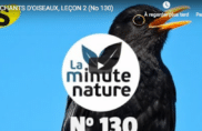 Chants d’oiseaux (leçon n°2)