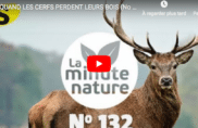 Quand les cerfs perdent leurs bois