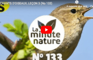 Chants d’oiseaux (leçon n°3)