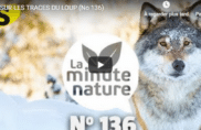 Sur les traces du loup