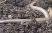 Les orvets sont une bénédiction pour le jardin
