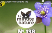 Les fleurs du printemps
