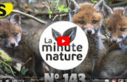 Affût aux renardeaux