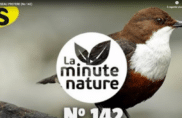 Le cincle plongeur, mon oiseau préféré