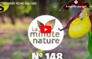 L’orchidée reine