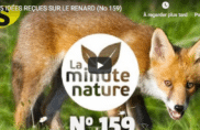5 idées reçues sur le renard