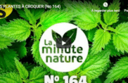 5 plantes à croquer