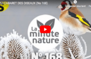 Au cabaret des oiseaux