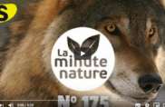 Dans la gueule du loup