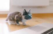 Chatons contre Covid 19
